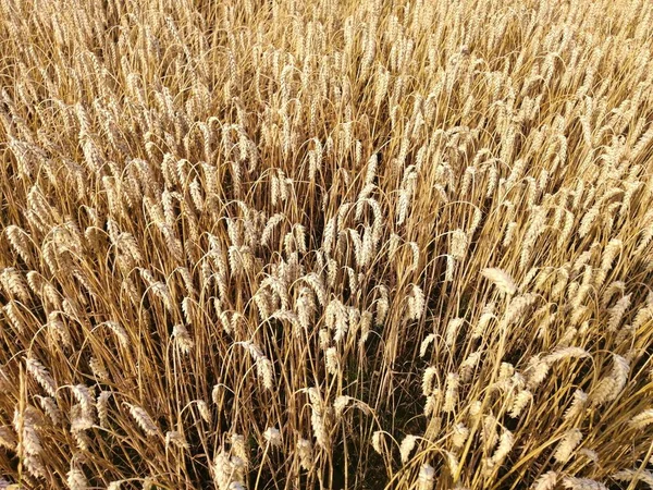 Χωράφι Σιτάρι Καλοκαίρι Στην Ύπαιθρο — Φωτογραφία Αρχείου