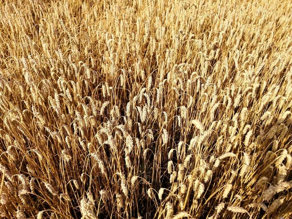 Campo Grano Estate Aperta Campagna — Foto Stock