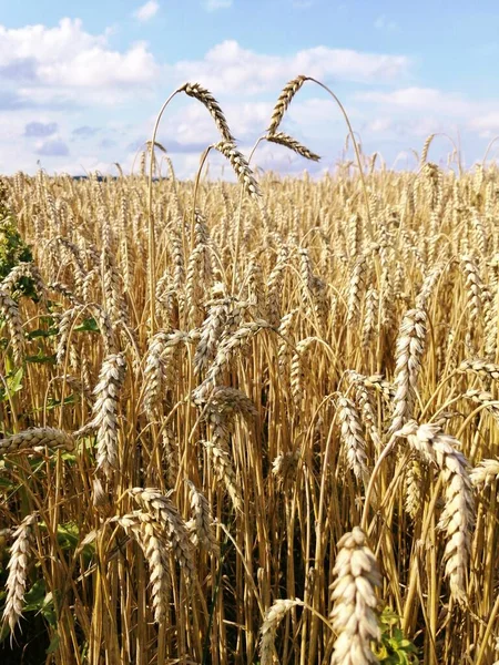 Weizenfeld Sommer Der Freien Natur — Stockfoto