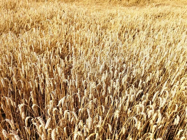 Weizenfeld Sommer Der Freien Natur — Stockfoto