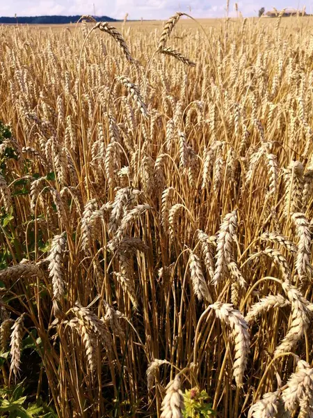 Weizenfeld Sommer Der Freien Natur — Stockfoto