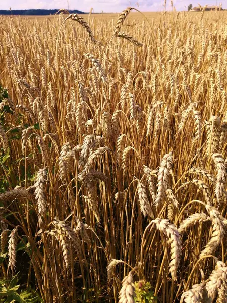 Weizenfeld Sommer Der Freien Natur — Stockfoto