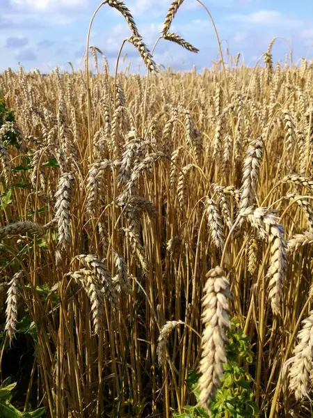 Weizenfeld Sommer Der Freien Natur — Stockfoto