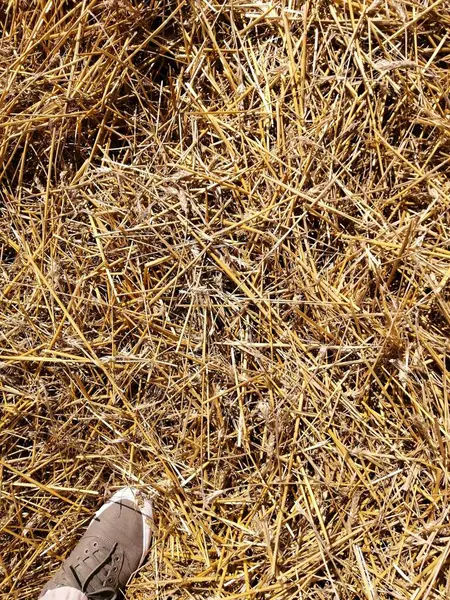 Пшеничне Поле Влітку Відкритій Сільській Місцевості — стокове фото