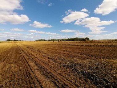 Yazın açık kırsalda buğday hasadı üstüne buğday tarlası.