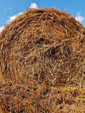 Hasattan sonra saman balyalarını tarlaya yuvarladı.