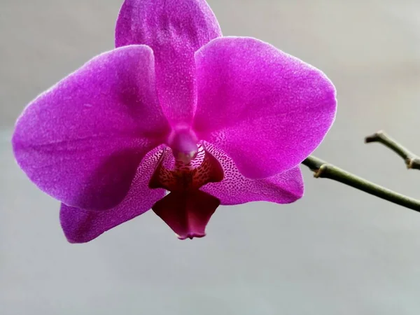 Violette Orchidee Auf Isoliertem Hintergrund — Stockfoto
