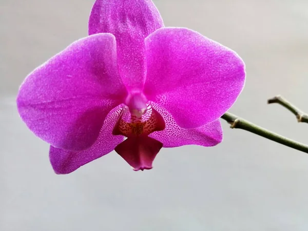 Orquídea Roxa Fundo Isolado — Fotografia de Stock