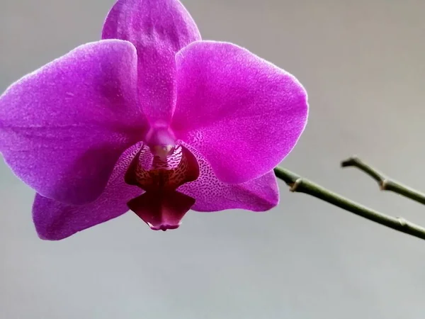 Orquídea Roxa Fundo Isolado — Fotografia de Stock