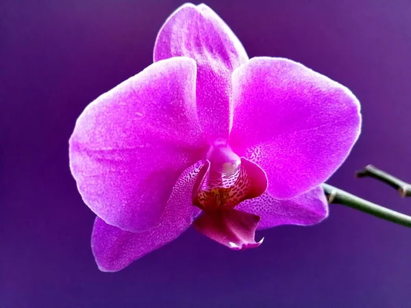 Orchidea Viola Uno Sfondo Isolato — Foto Stock