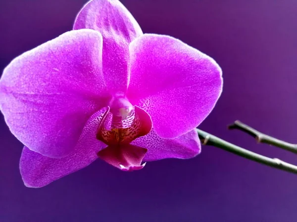 Purpurowa Orchidea Odosobnionym Tle — Zdjęcie stockowe