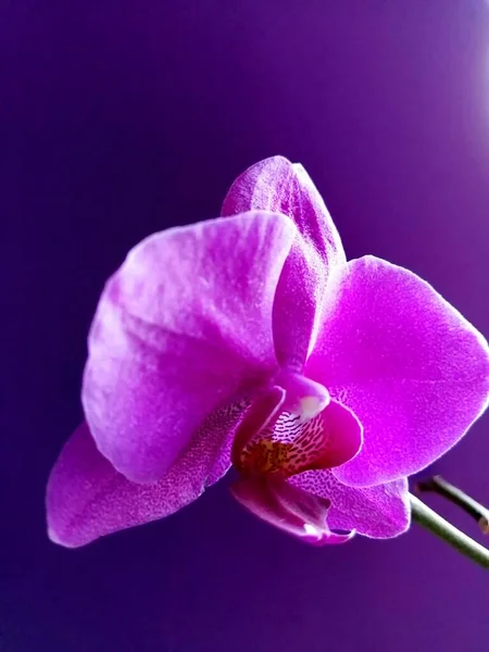 Orchidea Viola Uno Sfondo Isolato — Foto Stock