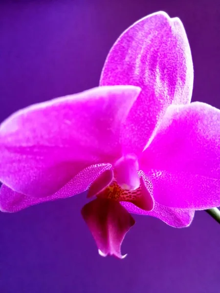 Lila Orchidea Izolált Háttérrel — Stock Fotó
