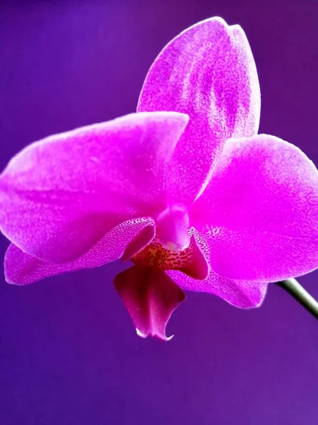 Violette Orchidee Auf Isoliertem Hintergrund — Stockfoto