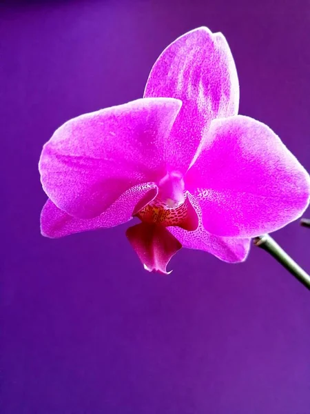 Violette Orchidee Auf Isoliertem Hintergrund — Stockfoto