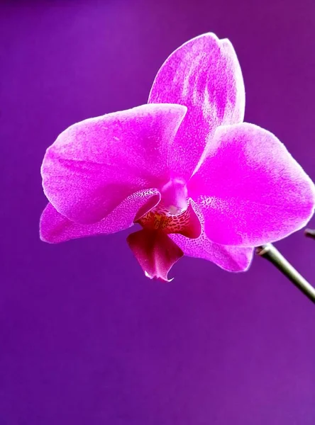 Purpurowa Orchidea Odosobnionym Tle — Zdjęcie stockowe