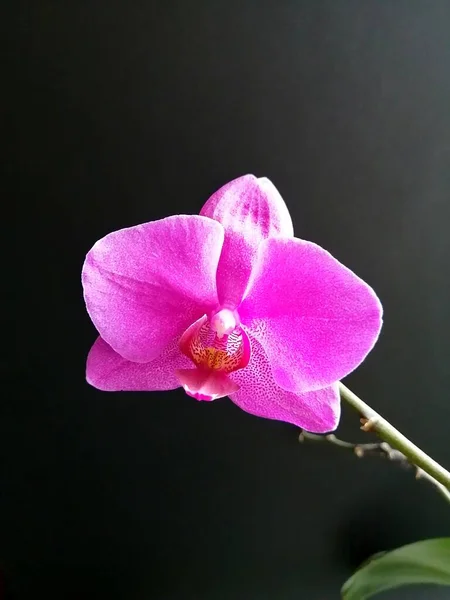 Lila Orchidea Izolált Háttérrel — Stock Fotó