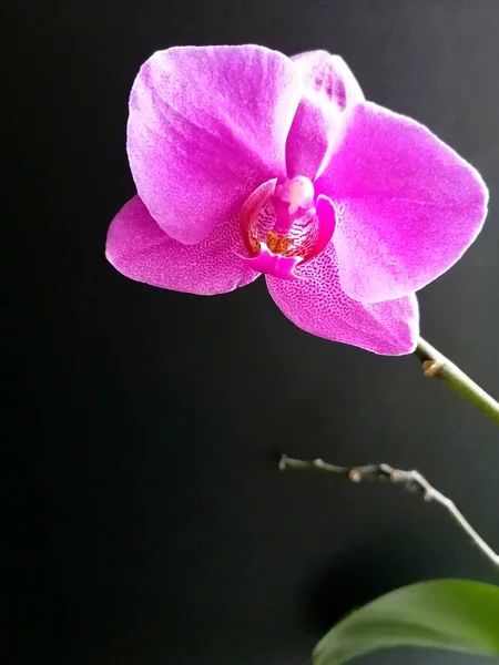 Orchidée Pourpre Sur Fond Isolé — Photo
