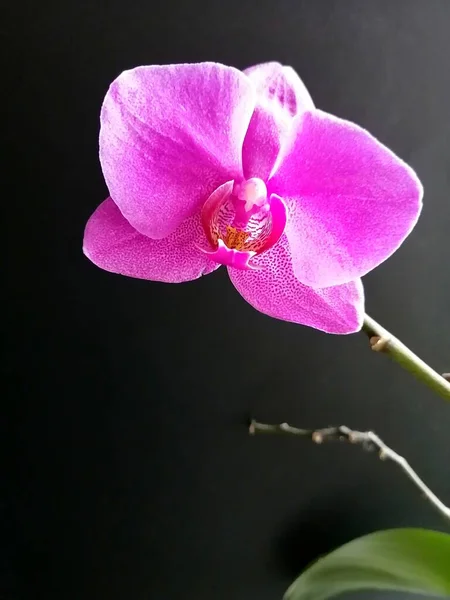 stock image purple Orchid on an isolated background