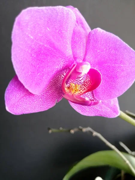 Orquídea Roxa Fundo Isolado — Fotografia de Stock