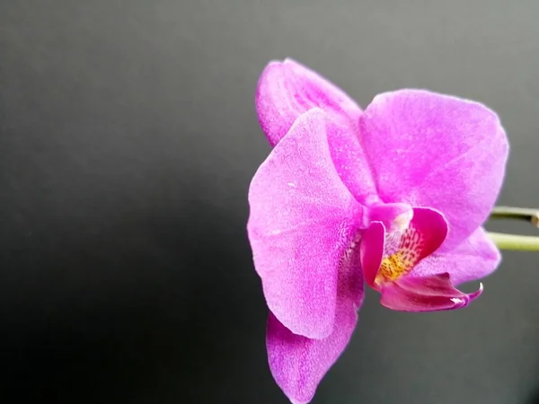 Violette Orchidee Auf Isoliertem Hintergrund — Stockfoto