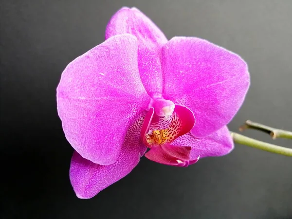 Orquídea Roxa Fundo Isolado — Fotografia de Stock
