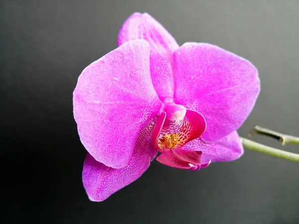 Orchidea Viola Uno Sfondo Isolato — Foto Stock