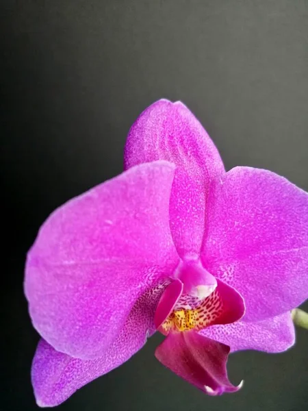 Фиолетовая Орхидея Изолированном Фоне — стоковое фото