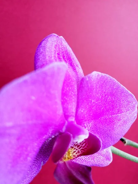 Violette Orchidee Auf Isoliertem Hintergrund — Stockfoto