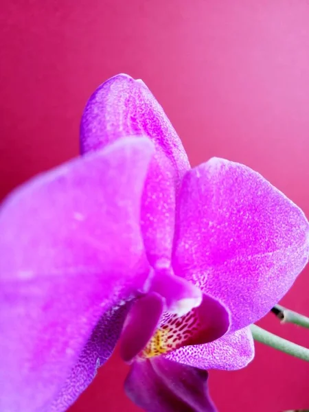 Izole Bir Arkaplanda Mor Orkide — Stok fotoğraf