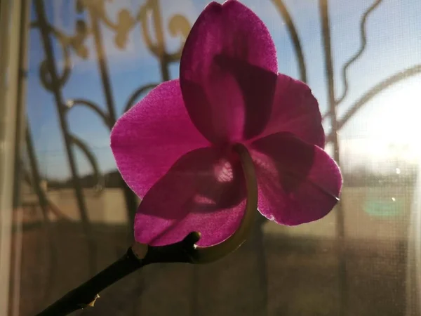 Orchidée Pourpre Sur Fond Isolé — Photo