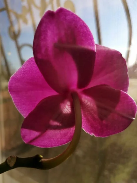 Orquídea Roxa Fundo Isolado — Fotografia de Stock