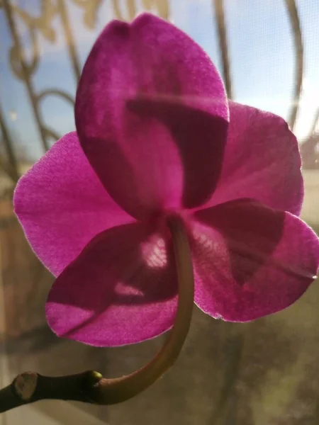Пурпурова Орхідея Віддаленому Фоні — стокове фото