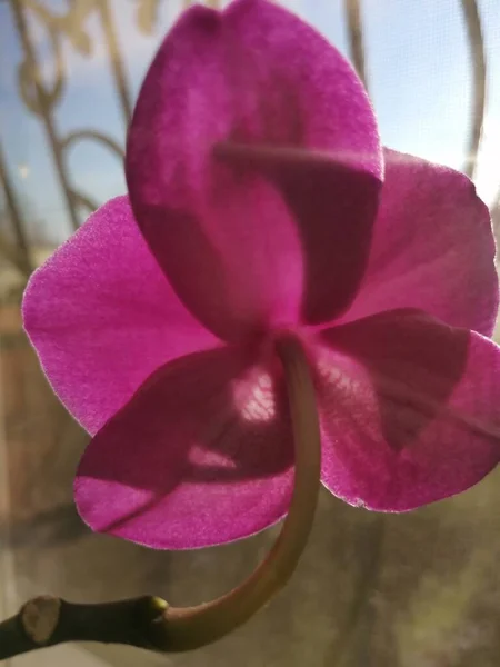 Orquídea Roxa Fundo Isolado — Fotografia de Stock