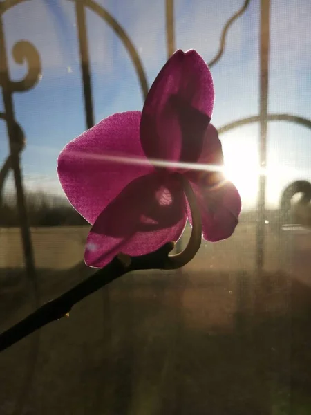 Orquídea Púrpura Sobre Fondo Aislado — Foto de Stock