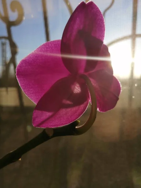 Lila Orkidé Isolerad Bakgrund — Stockfoto