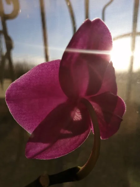 Violette Orchidee Auf Isoliertem Hintergrund — Stockfoto