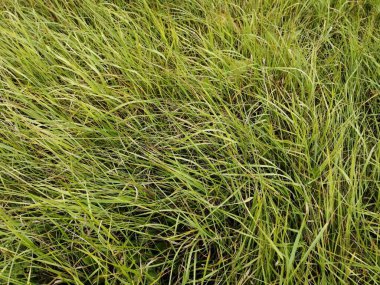 Köyün çizimleri, rüzgarda savrulan yeşil çimenler....