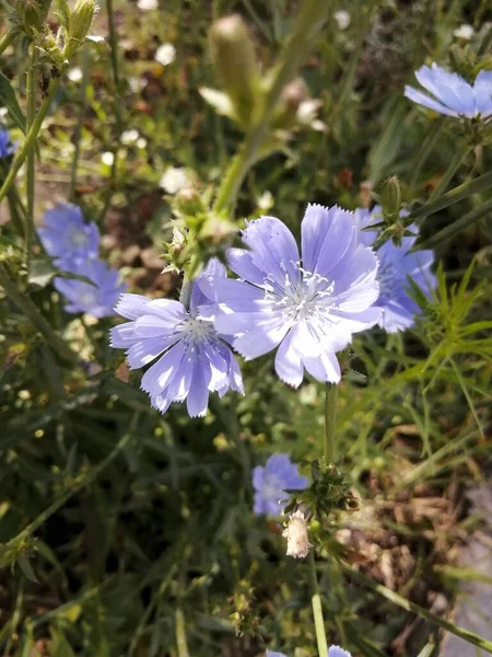 フィールド上の野生の花の村のスケッチのレイアウトは — ストック写真