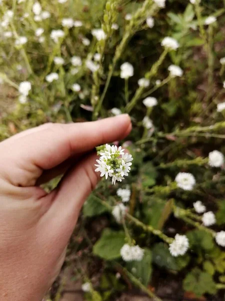 Layout Uma Série Esboços Aldeia Flores Silvestres Campo — Fotografia de Stock