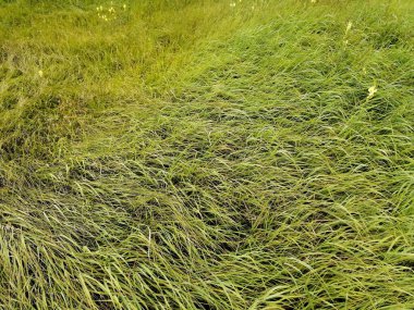 Köyün çizimleri, rüzgarda savrulan yeşil çimenler....