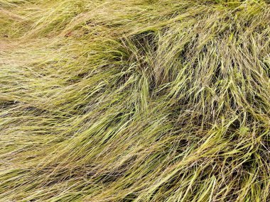 Köyün çizimleri, rüzgarda savrulan yeşil çimenler....