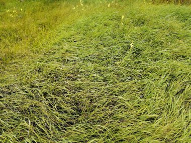 Köyün çizimleri, rüzgarda savrulan yeşil çimenler....