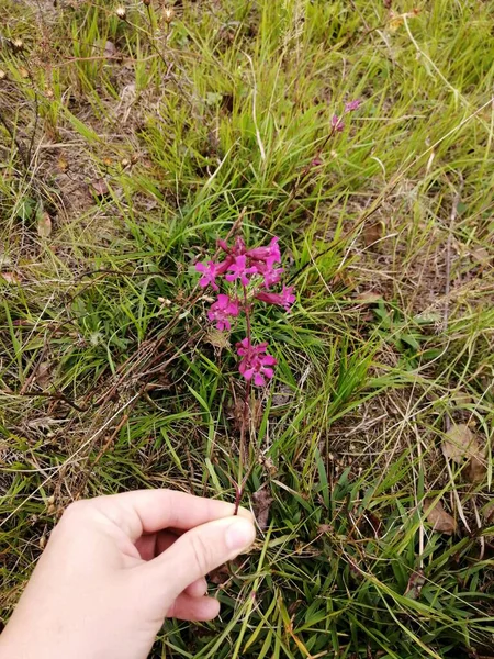 Layout Uma Série Esboços Aldeia Flores Silvestres Campo — Fotografia de Stock