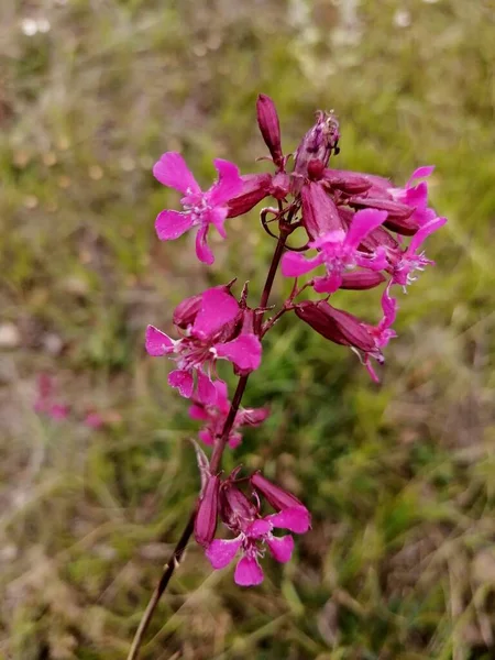 フィールド上の野生の花の村のスケッチのレイアウトは — ストック写真