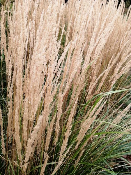 Dorfskizzen Grünes Gras Wind Auf Dem Feld — Stockfoto