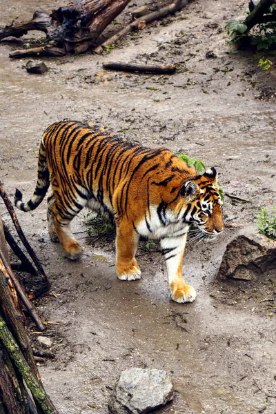 Guapo Tigre Joven Camina Alrededor Rodillo Zoológico — Foto de Stock