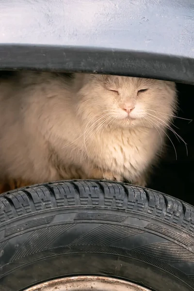 Gatto Morbido Siede Una Ruota Sotto Corpo Auto — Foto Stock