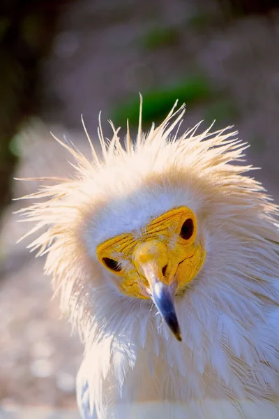 Predatory bird with white feathers and yellow beak, vulture