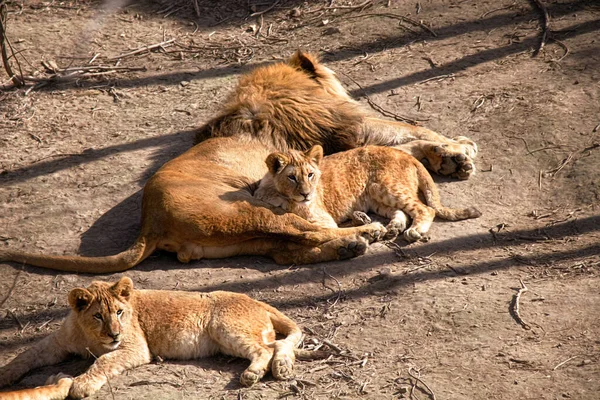 Two young lions and an adult lion lie and warm in the sun
